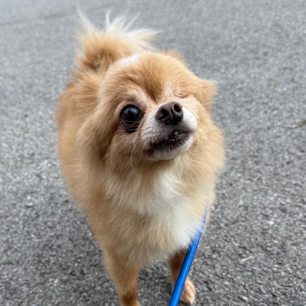Cheeto, Adoptable, Senior Male Pomeranian.