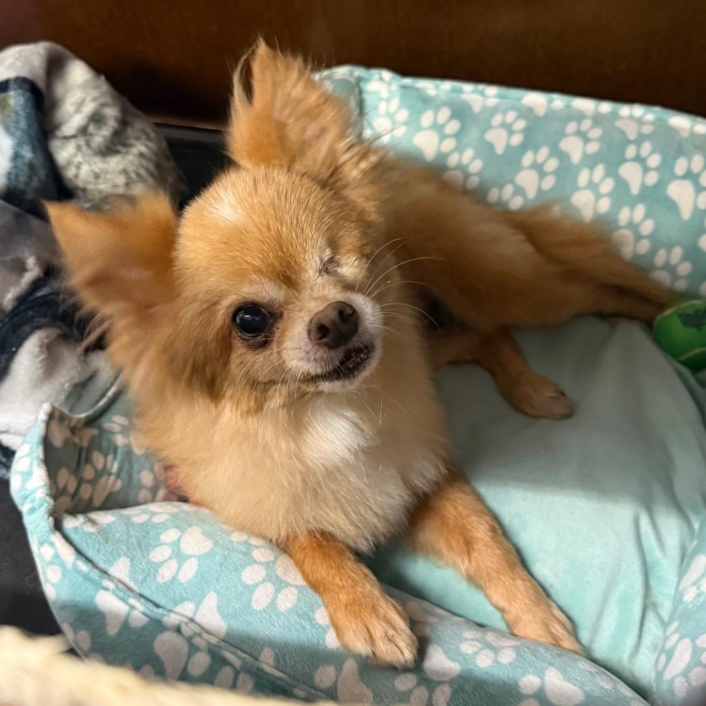 Enlarge Cheeto, a Adoptable Pomeranian in St. Peters, MO image 2/2