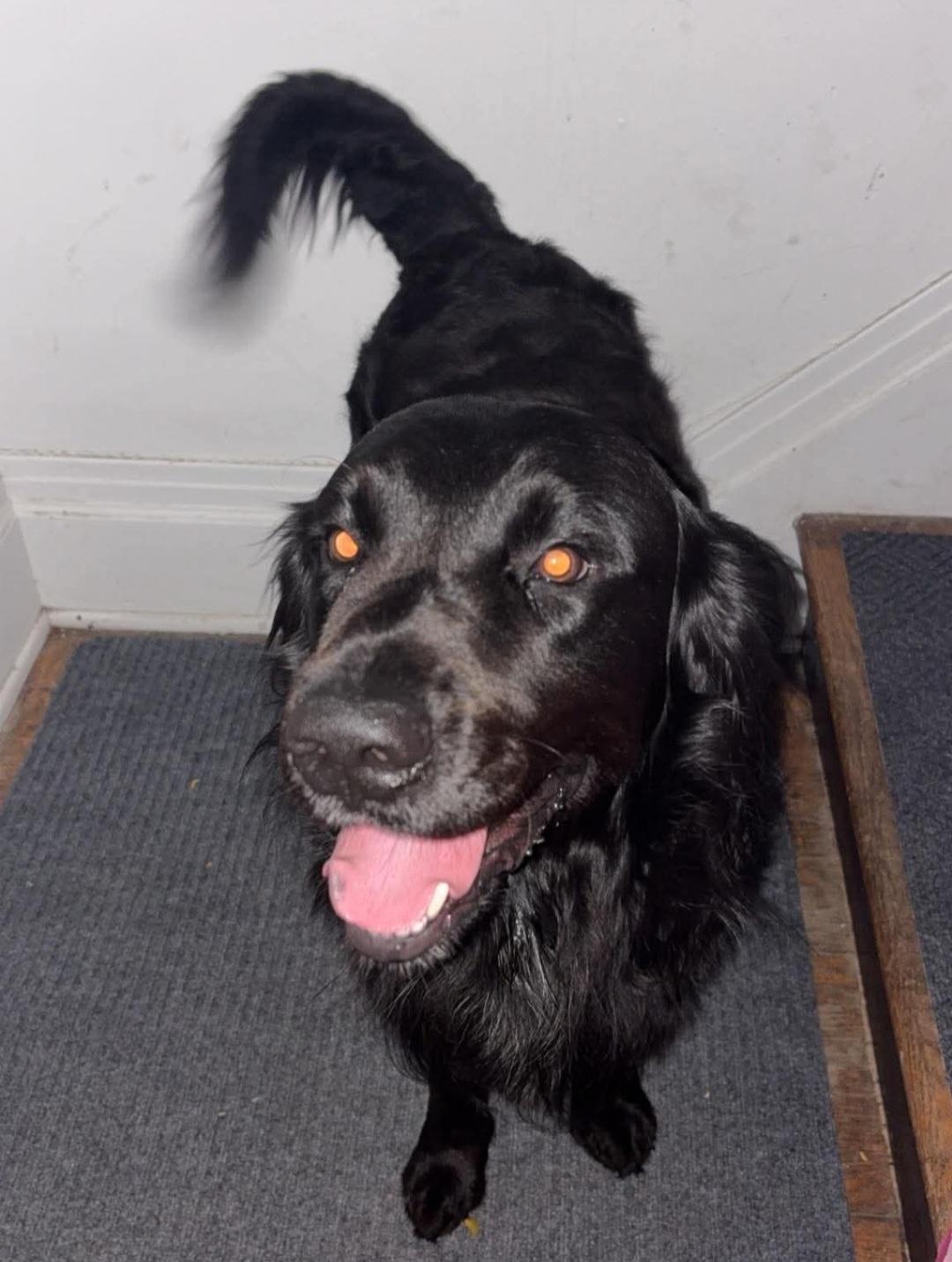 Enlarge Tex, a Adopted Mixed Breed in Rochester , NY image 6/6