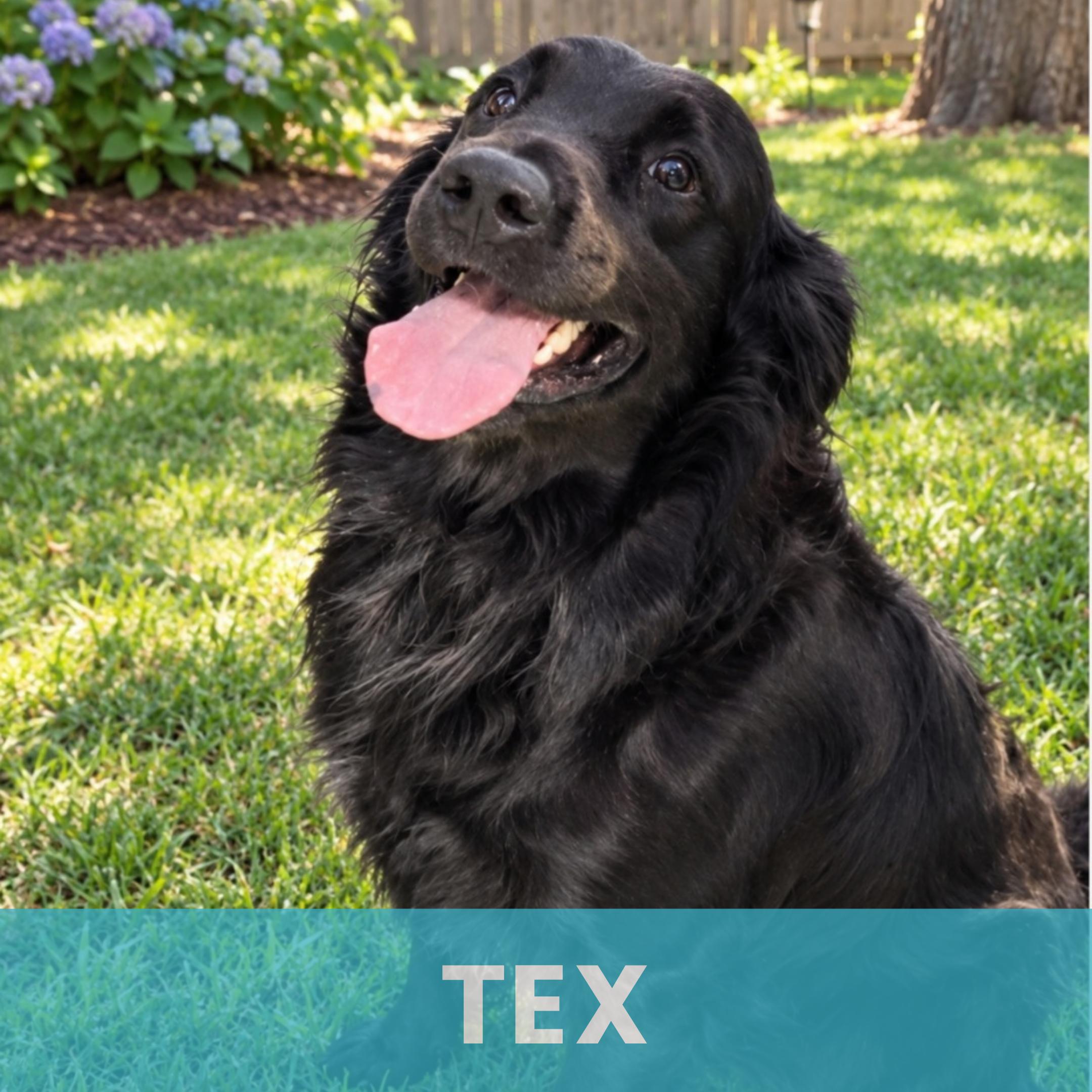 Tex, Adopted, Young Male Mixed Breed.
