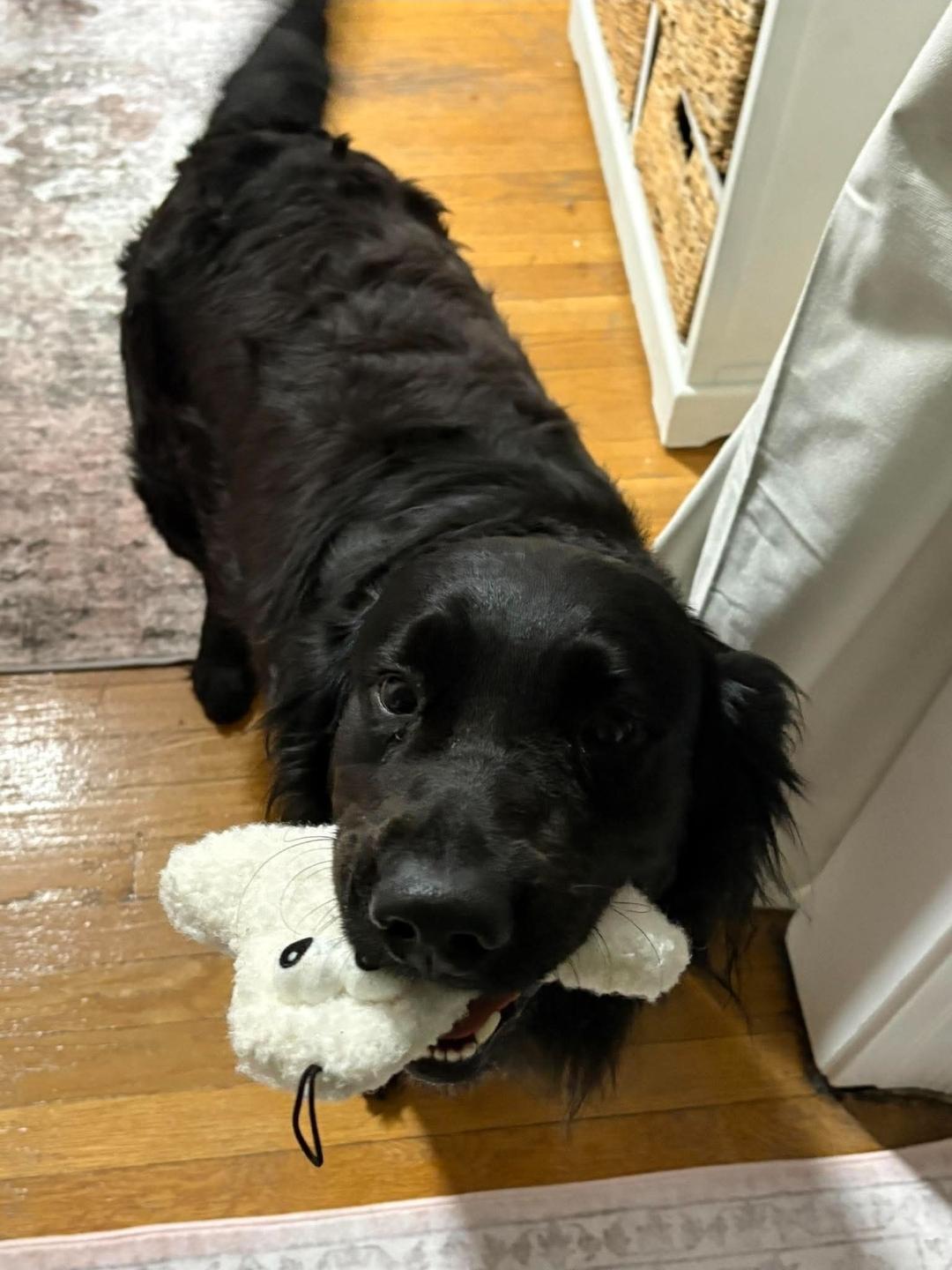 Enlarge Tex, a Adopted Mixed Breed in Rochester , NY image 5/6