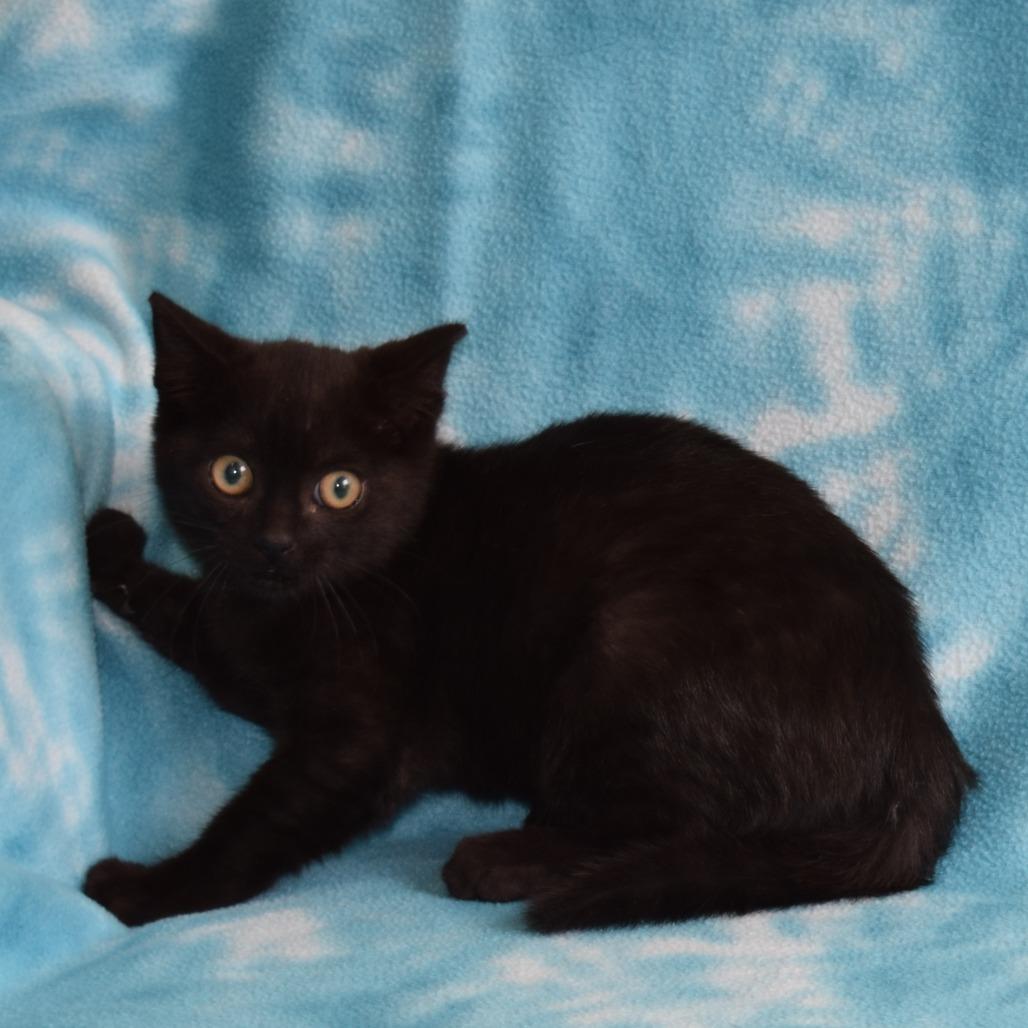 Enlarge Java, a Adoptable Domestic Short Hair in Eureka, CA image 1/3
