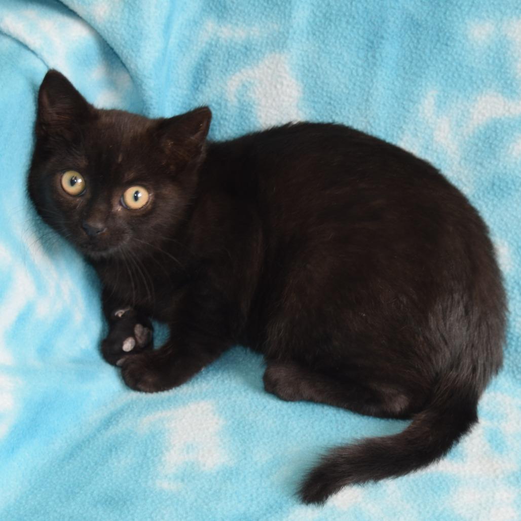 Enlarge Java, a Adoptable Domestic Short Hair in Eureka, CA image 2/3
