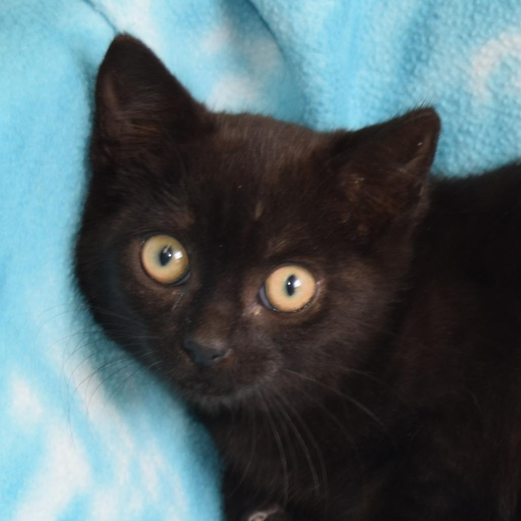 Enlarge Java, a Adoptable Domestic Short Hair in Eureka, CA image 3/3