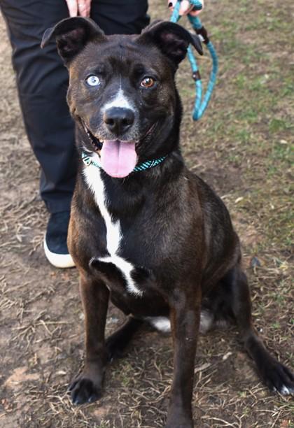Enlarge Winnie 1959-25, a Adoptable mixed breed in Cumming, GA image 1/3
