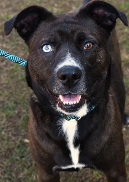 Enlarge Winnie 1959-25, a Adoptable mixed breed in Cumming, GA image 2/3