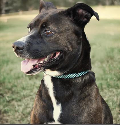 Enlarge Winnie 1959-25, a Adoptable mixed breed in Cumming, GA image 3/3