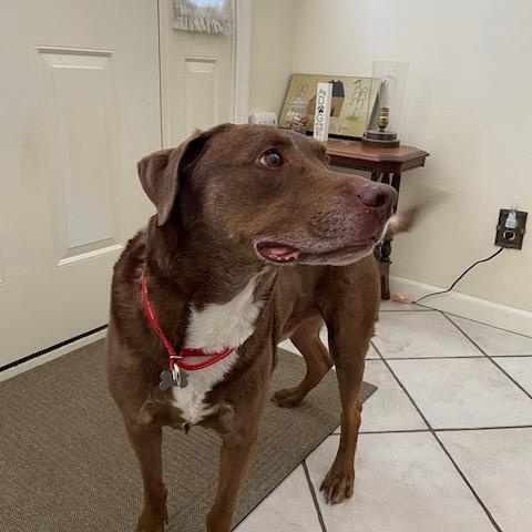 Enlarge Dallas #10, a ADOPTABLE Chocolate Labrador Retriever in Killingworth, CT image 2/5