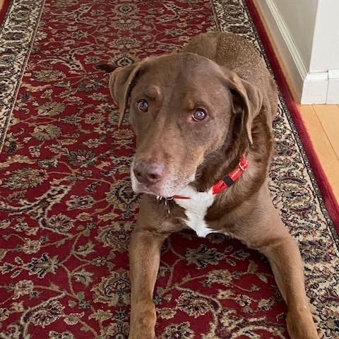Enlarge Dallas #10, a ADOPTABLE Chocolate Labrador Retriever in Killingworth, CT image 1/5
