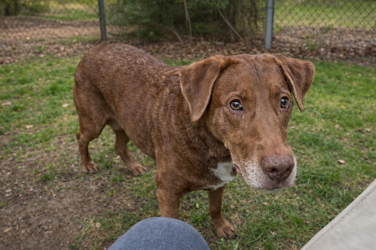 Enlarge Dallas #10, a ADOPTABLE Chocolate Labrador Retriever in Killingworth, CT image 5/5