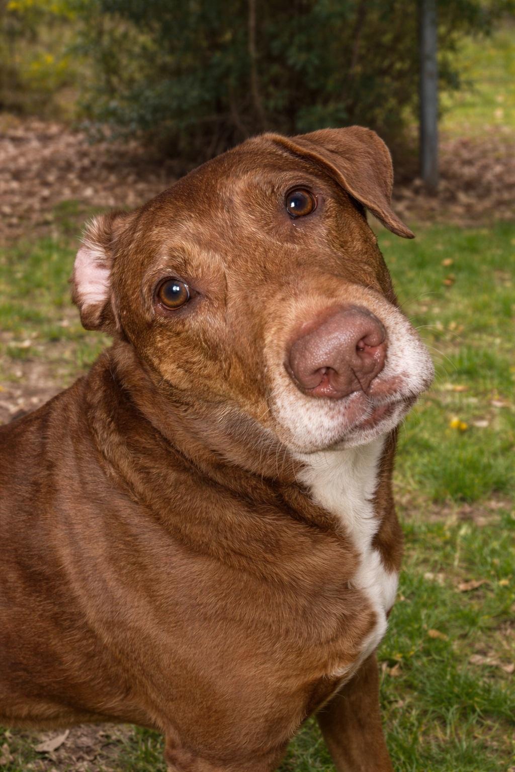 Enlarge Dallas #10, a ADOPTABLE Chocolate Labrador Retriever in Killingworth, CT image 1/5