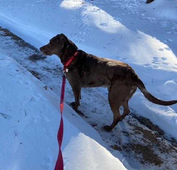 Enlarge Dallas #10, a ADOPTABLE Chocolate Labrador Retriever in Killingworth, CT image 5/5
