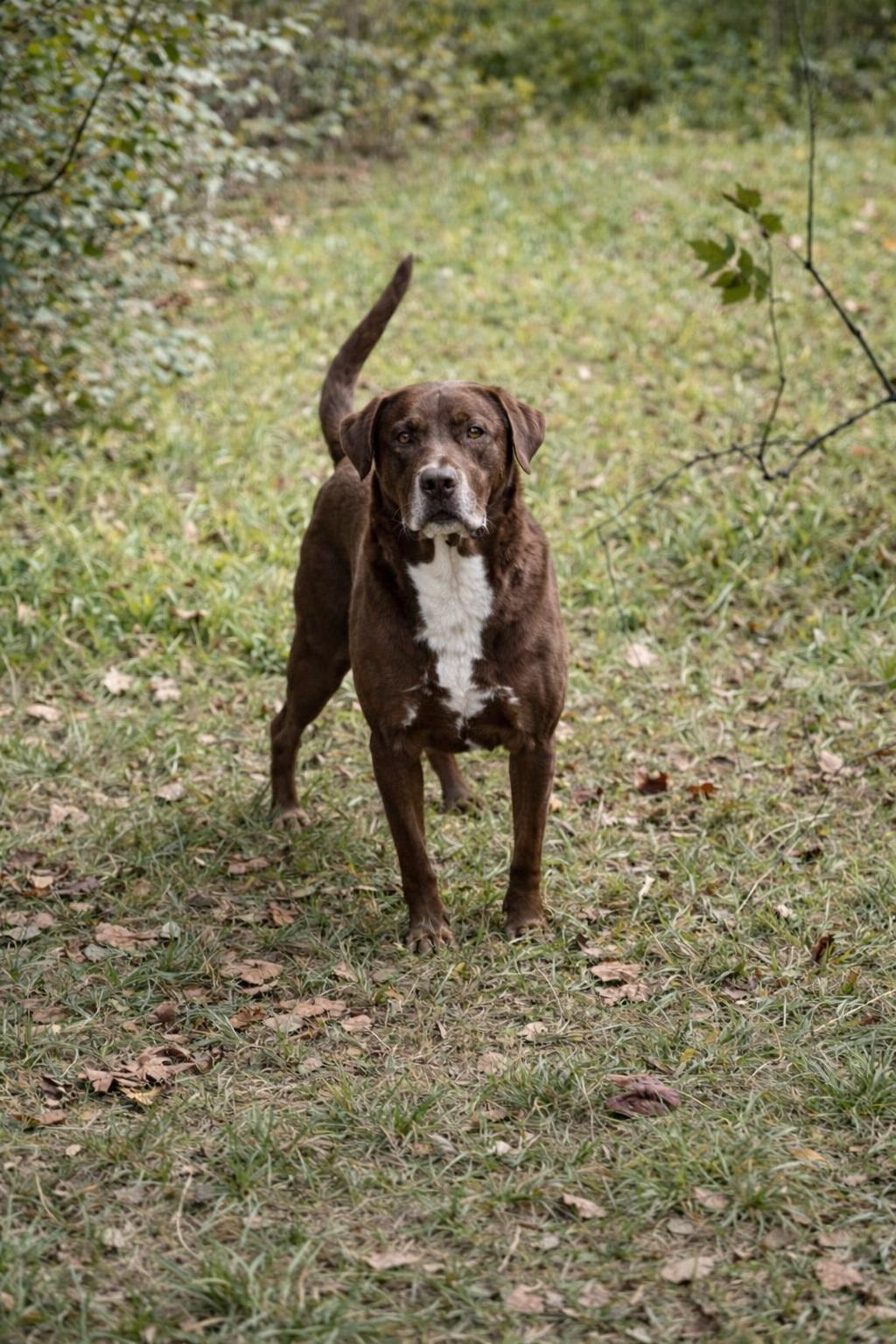 Enlarge Dallas #10, a ADOPTABLE Chocolate Labrador Retriever in Killingworth, CT image 3/5