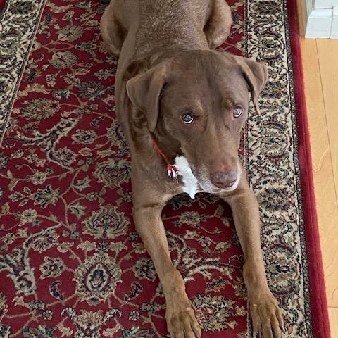 Enlarge Dallas #10, a ADOPTABLE Chocolate Labrador Retriever in Killingworth, CT image 4/5