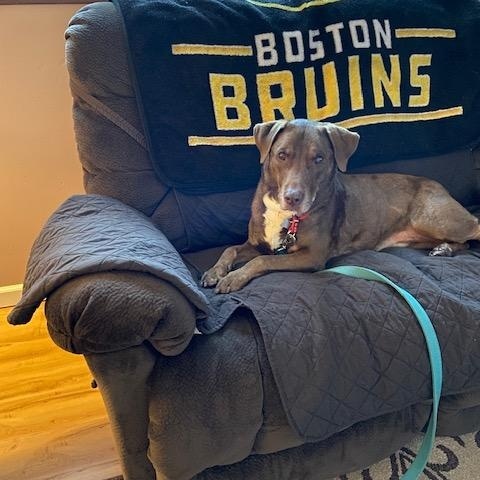 Enlarge Dallas #10, a ADOPTABLE Chocolate Labrador Retriever in Killingworth, CT image 3/5