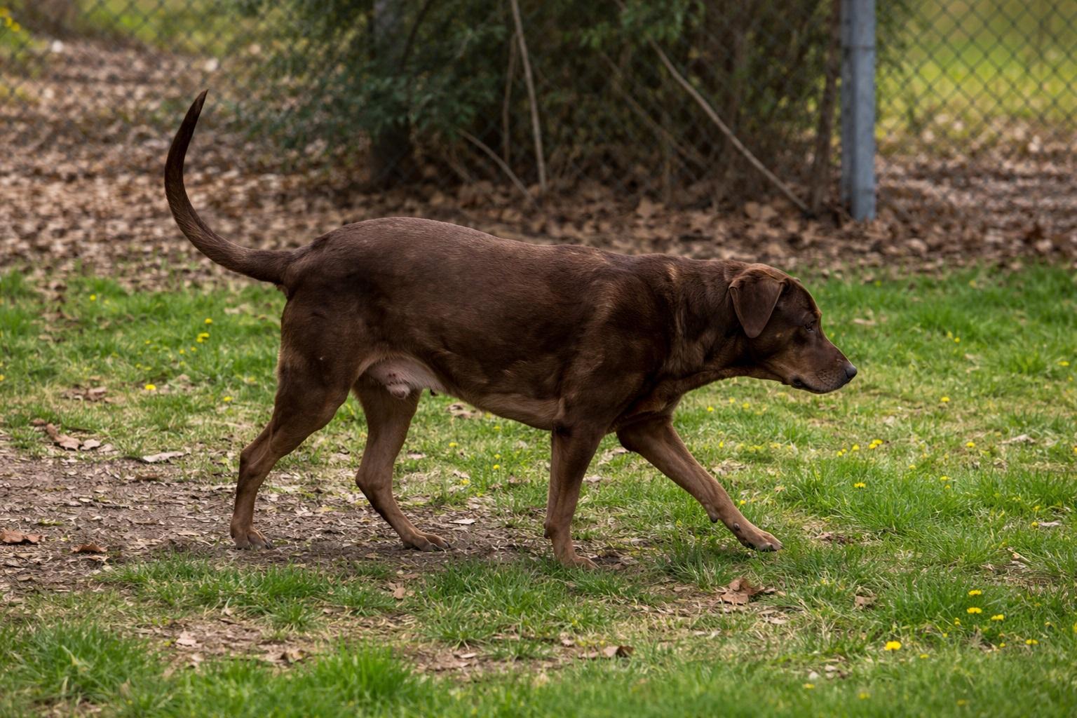 Enlarge Dallas #10, a ADOPTABLE Chocolate Labrador Retriever in Killingworth, CT image 2/5