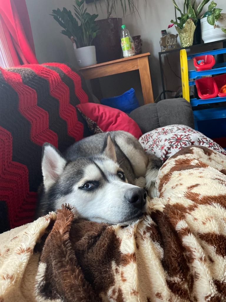 Shiya **COURTESY LISTING**, Adoptable, Adult Female Husky.