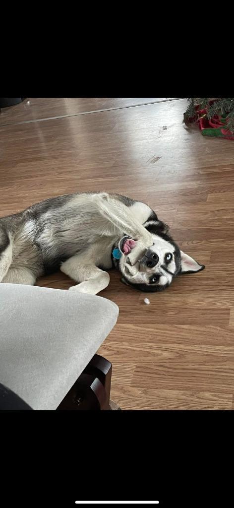 Shiya **COURTESY LISTING**, Adoptable, Adult Female Husky.