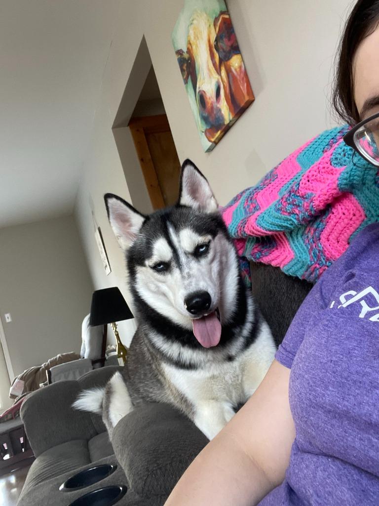 Shiya **COURTESY LISTING**, a Adoptable Husky in Peru, NY image 3/4