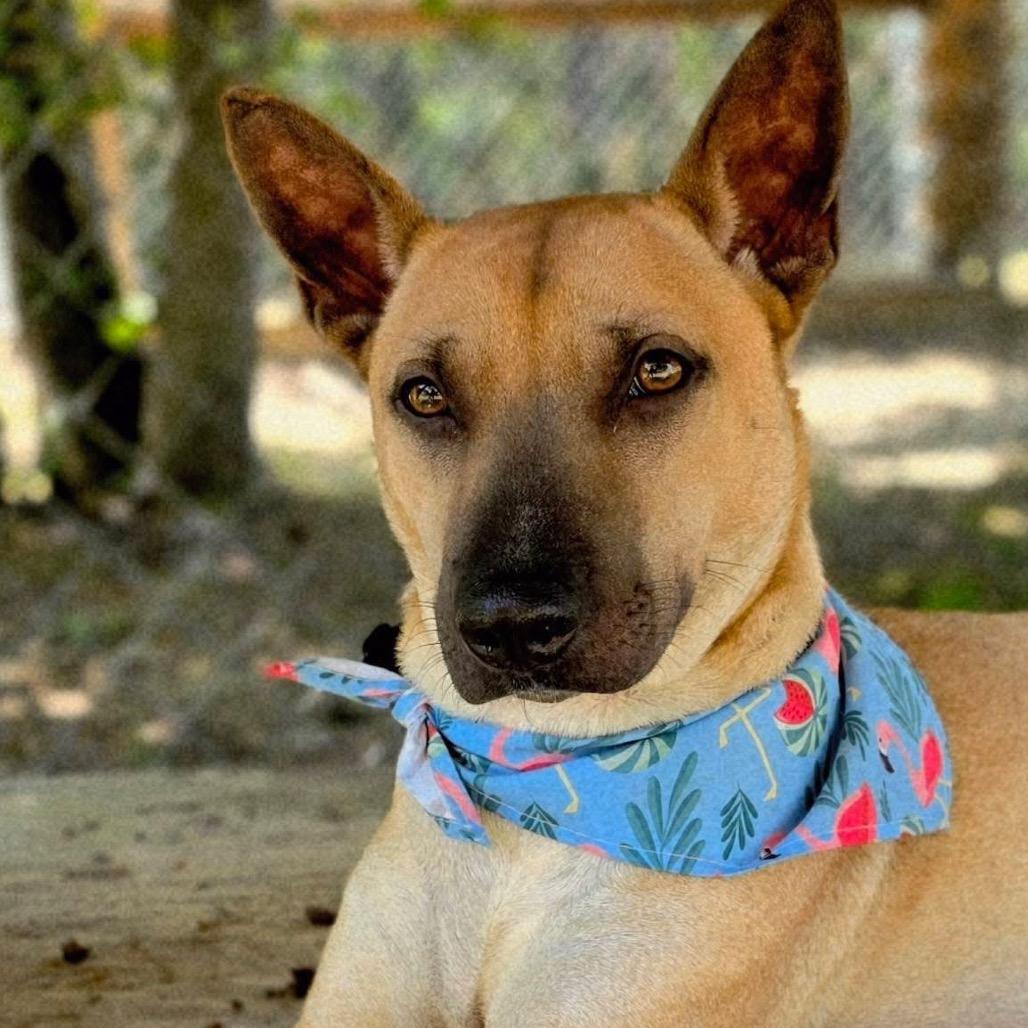 Bronx, Adoptable, Young Female Mixed Breed.