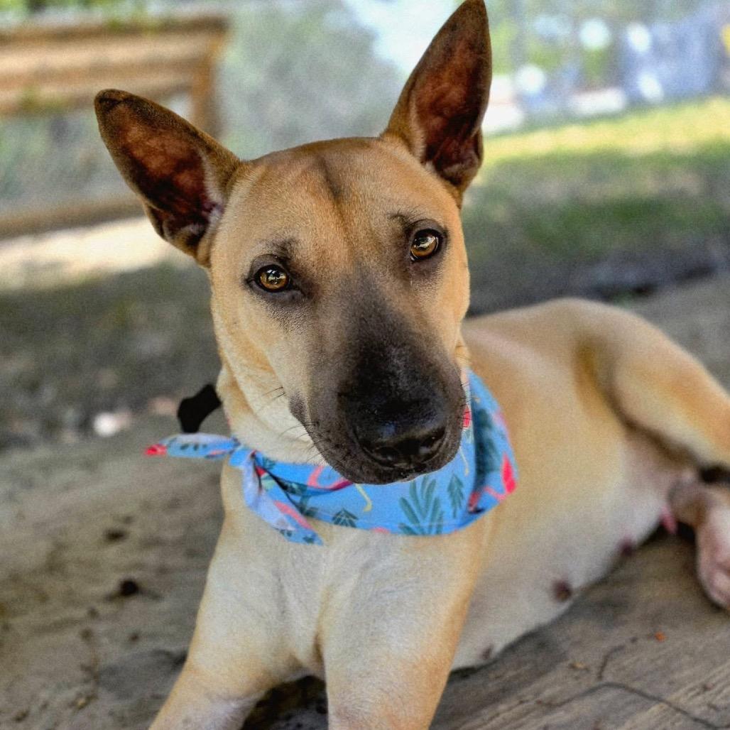 Enlarge Bronx, a Adoptable Mixed Breed in Gadsden, AL image 2/6