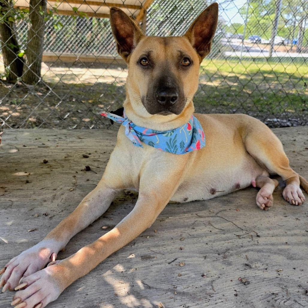 Enlarge Bronx, a Adoptable Mixed Breed in Gadsden, AL image 3/6