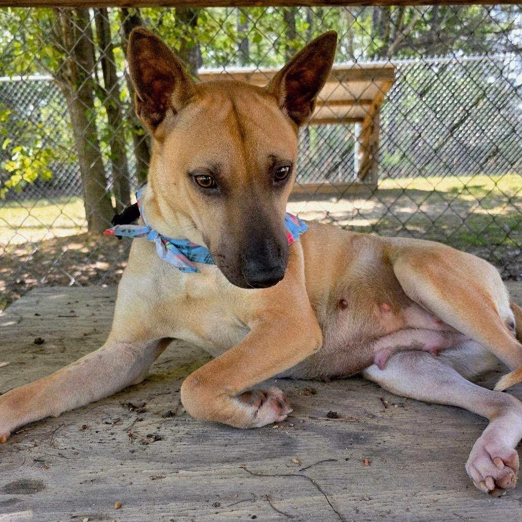 Enlarge Bronx, a Adoptable Mixed Breed in Gadsden, AL image 4/6