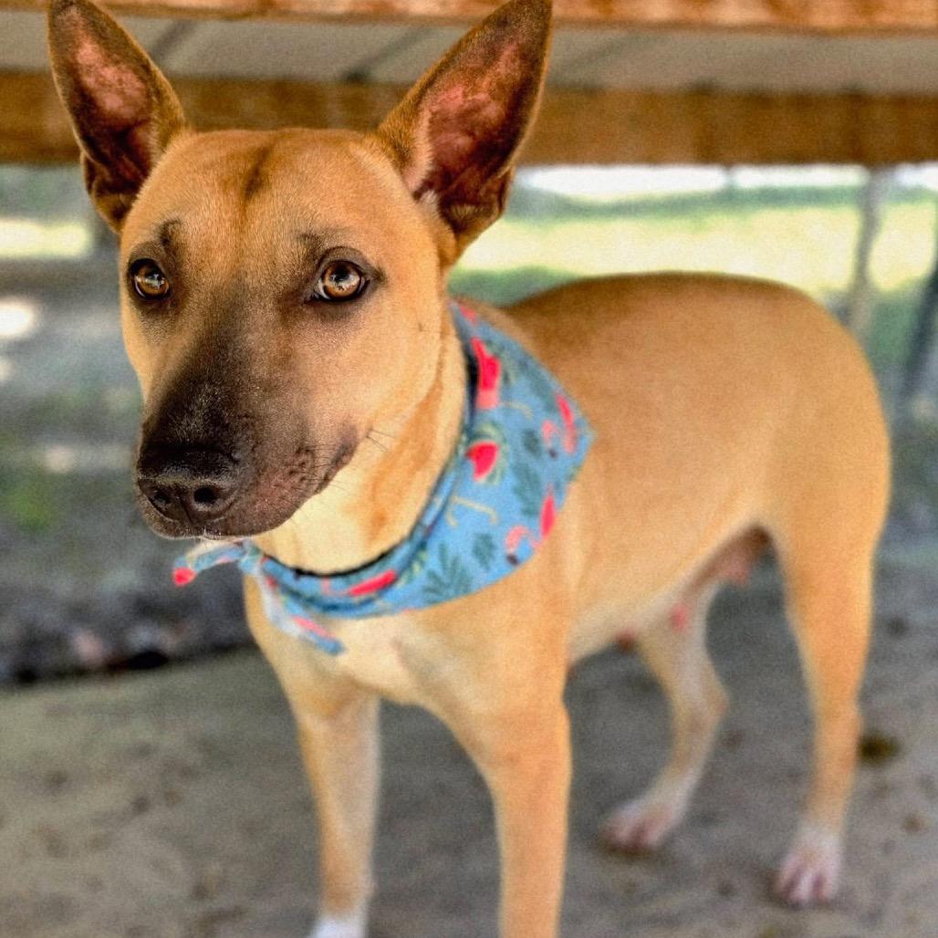 Enlarge Bronx, a Adoptable Mixed Breed in Gadsden, AL image 5/6