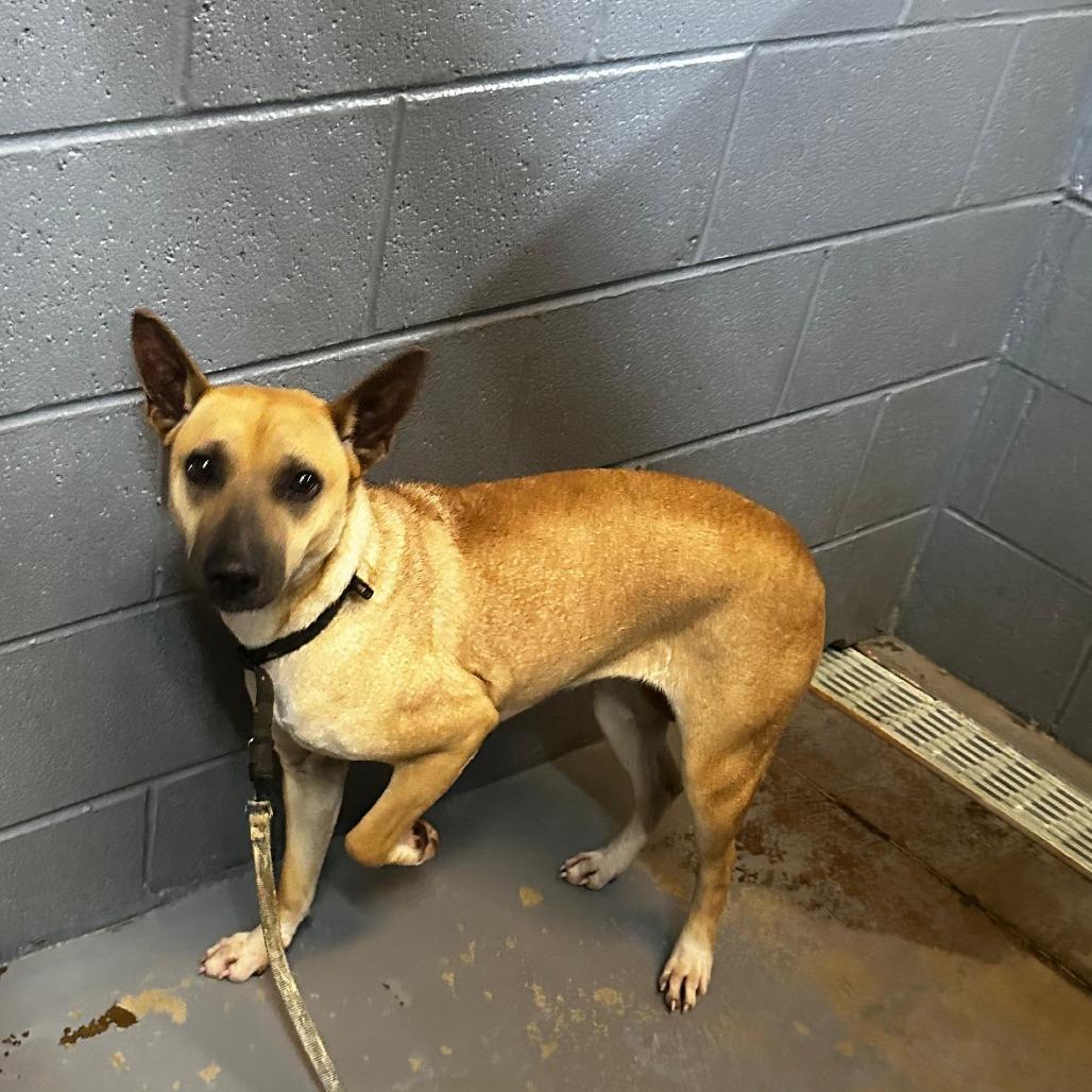 Enlarge Bronx, a Adoptable Mixed Breed in Gadsden, AL image 6/6