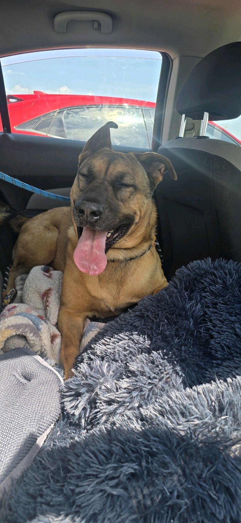 Enlarge Rex, a Adoptable mixed breed in Mokena, IL image 5/6