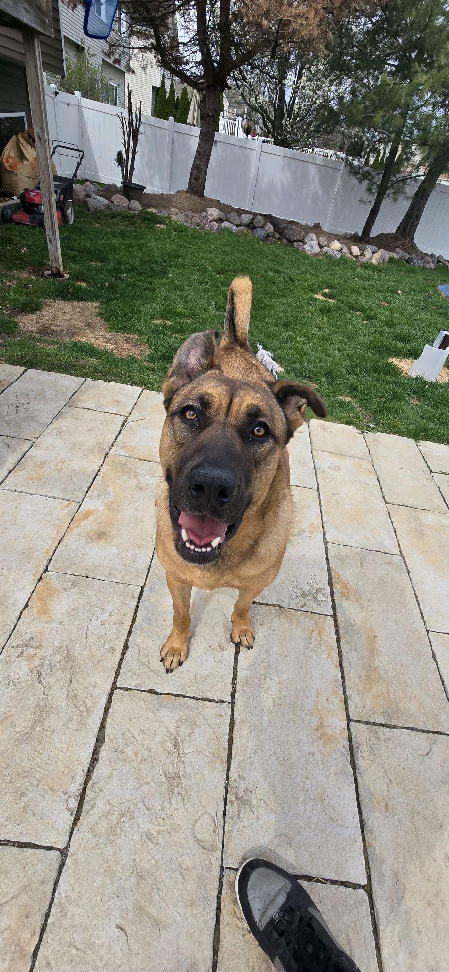 Enlarge Rex, a Adoptable mixed breed in Mokena, IL image 1/6