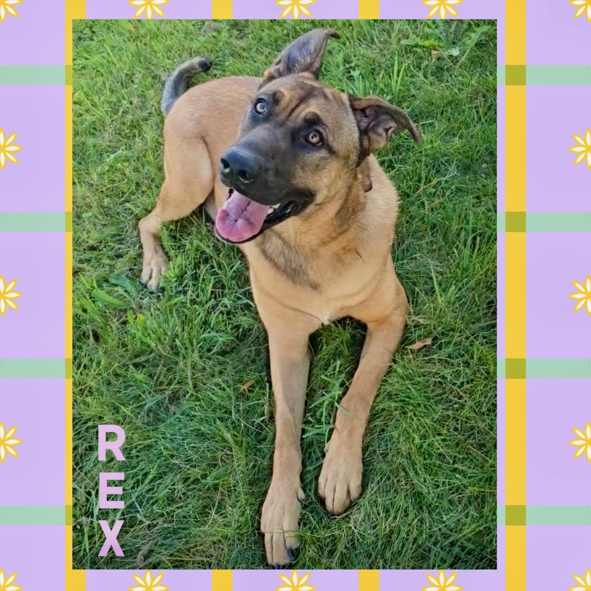 Enlarge Rex, a Adoptable mixed breed in Mokena, IL image 2/6