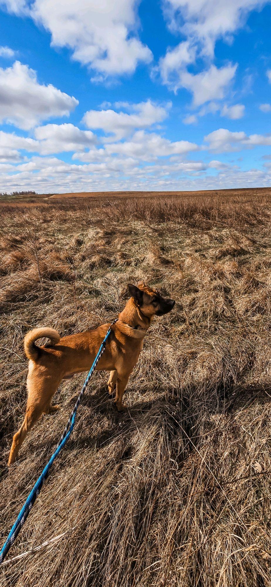 Enlarge Rex, a Adoptable mixed breed in Mokena, IL image 6/6