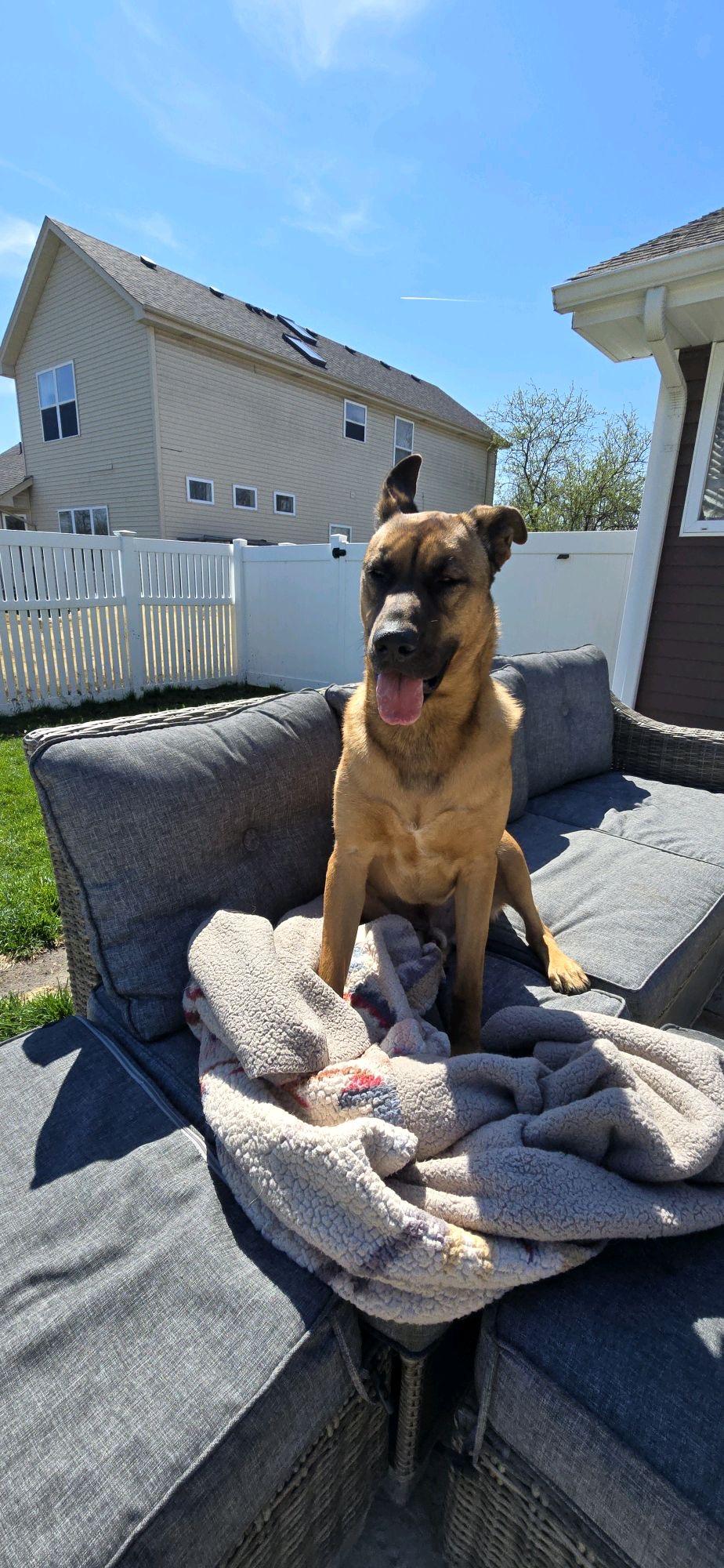 Enlarge Rex, a Adoptable mixed breed in Mokena, IL image 4/6