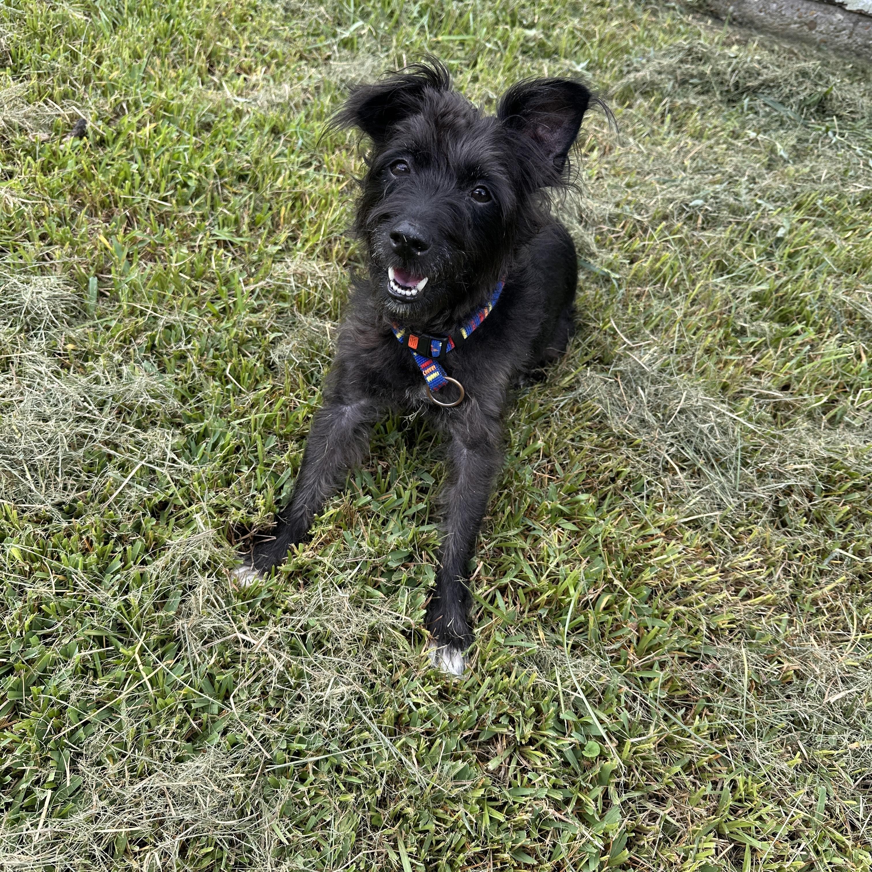 Enlarge Rocky, a Adoptable mixed breed in Baton Rouge, LA image 2/3