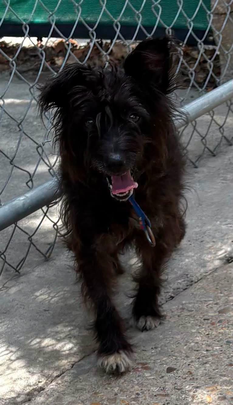 Enlarge Rocky, a ADOPTABLE mixed breed in Baton Rouge, LA image 1/1