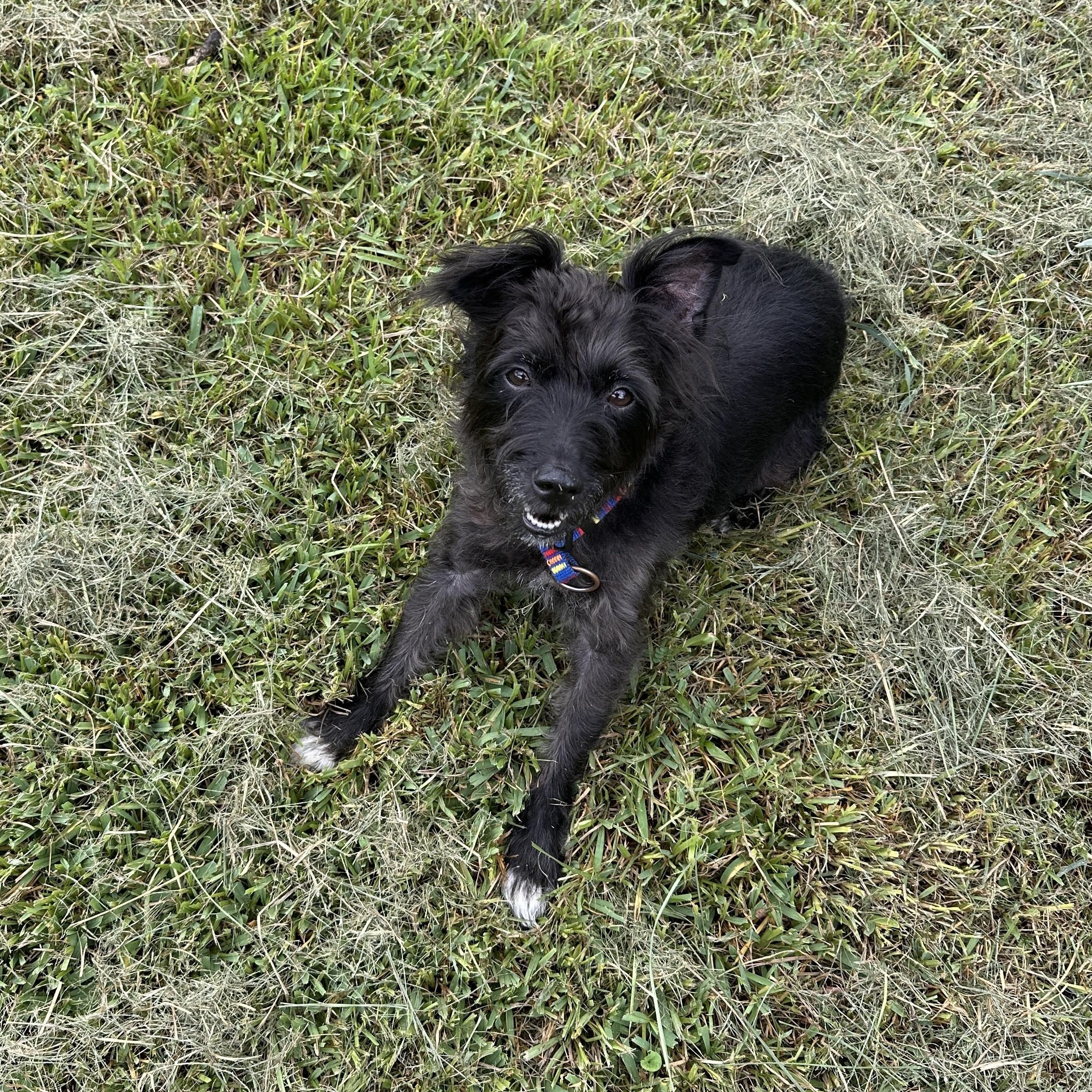 Rocky, Adoptable, Adult Male Terrier.