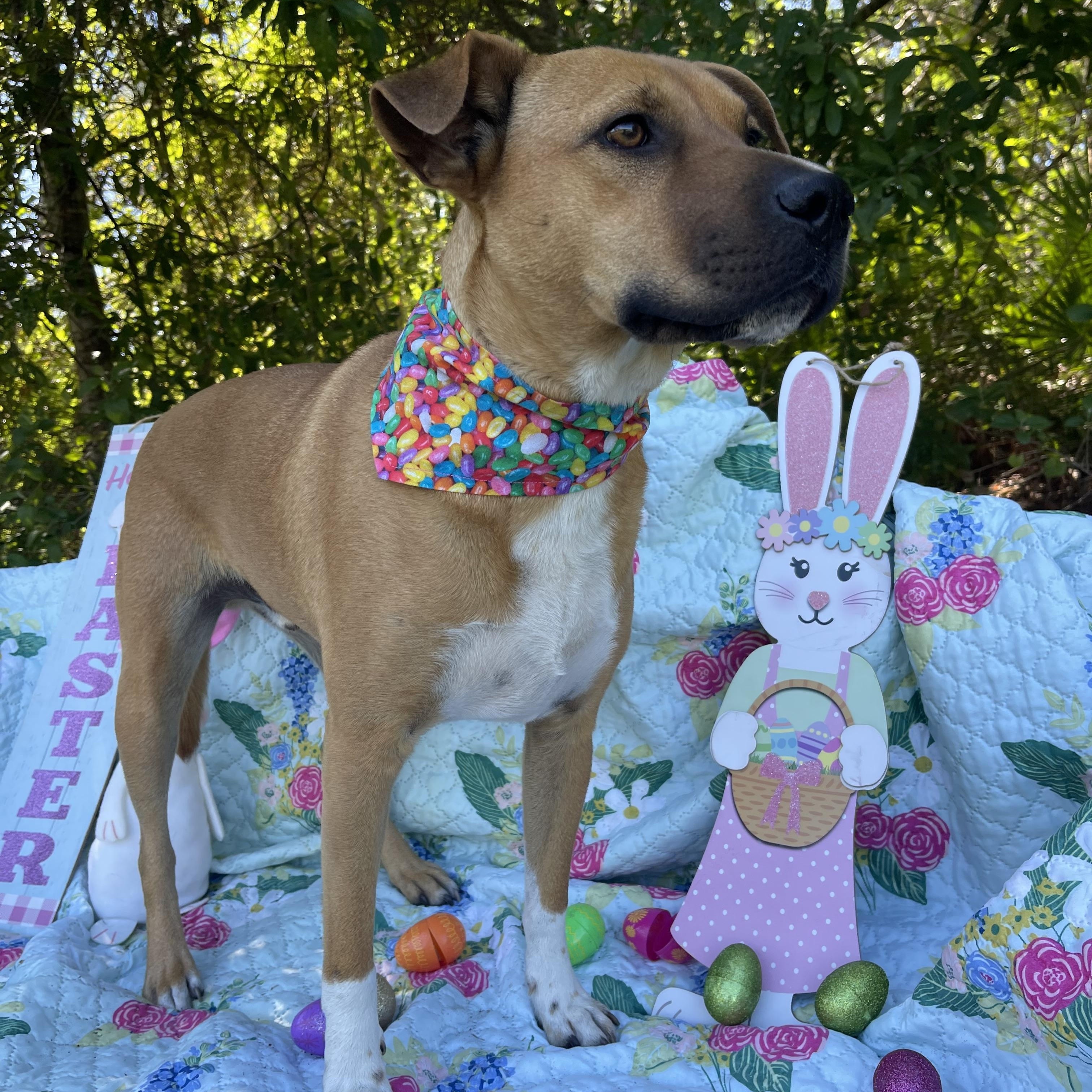 Gator, a Adoptable mixed breed in Sebring, FL image 1/5