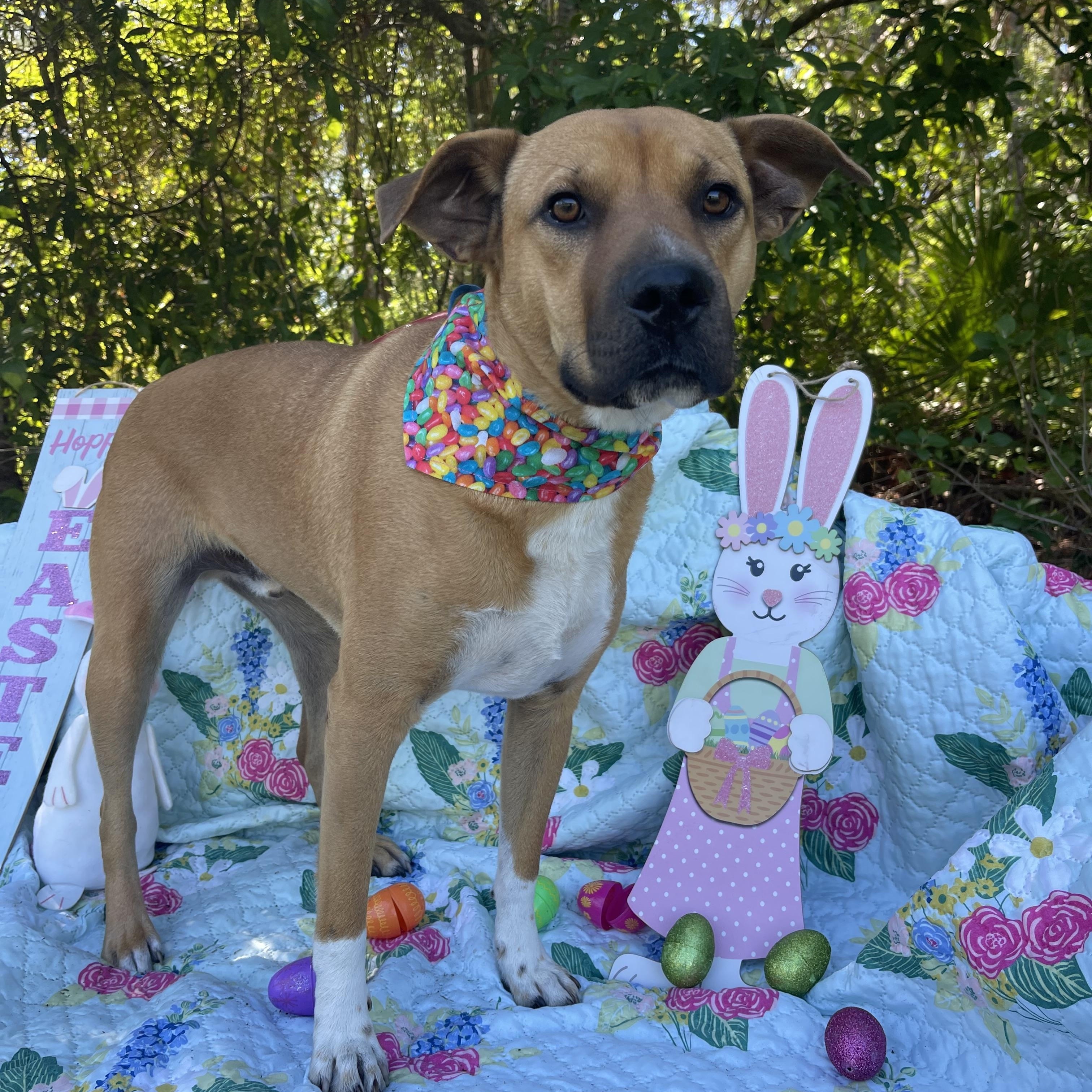 Gator, a Adoptable mixed breed in Sebring, FL image 2/5