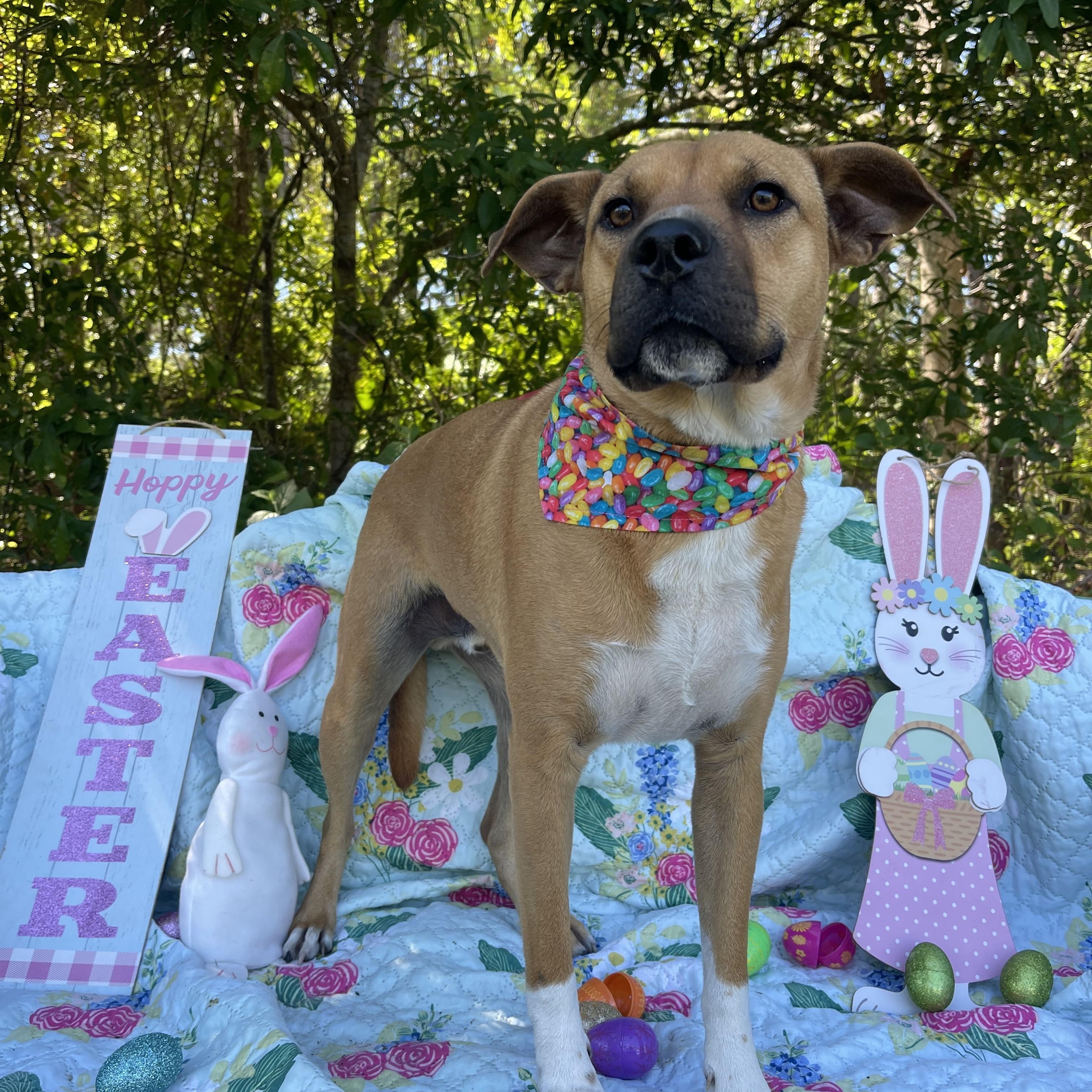 Gator, a Adoptable mixed breed in Sebring, FL image 3/5