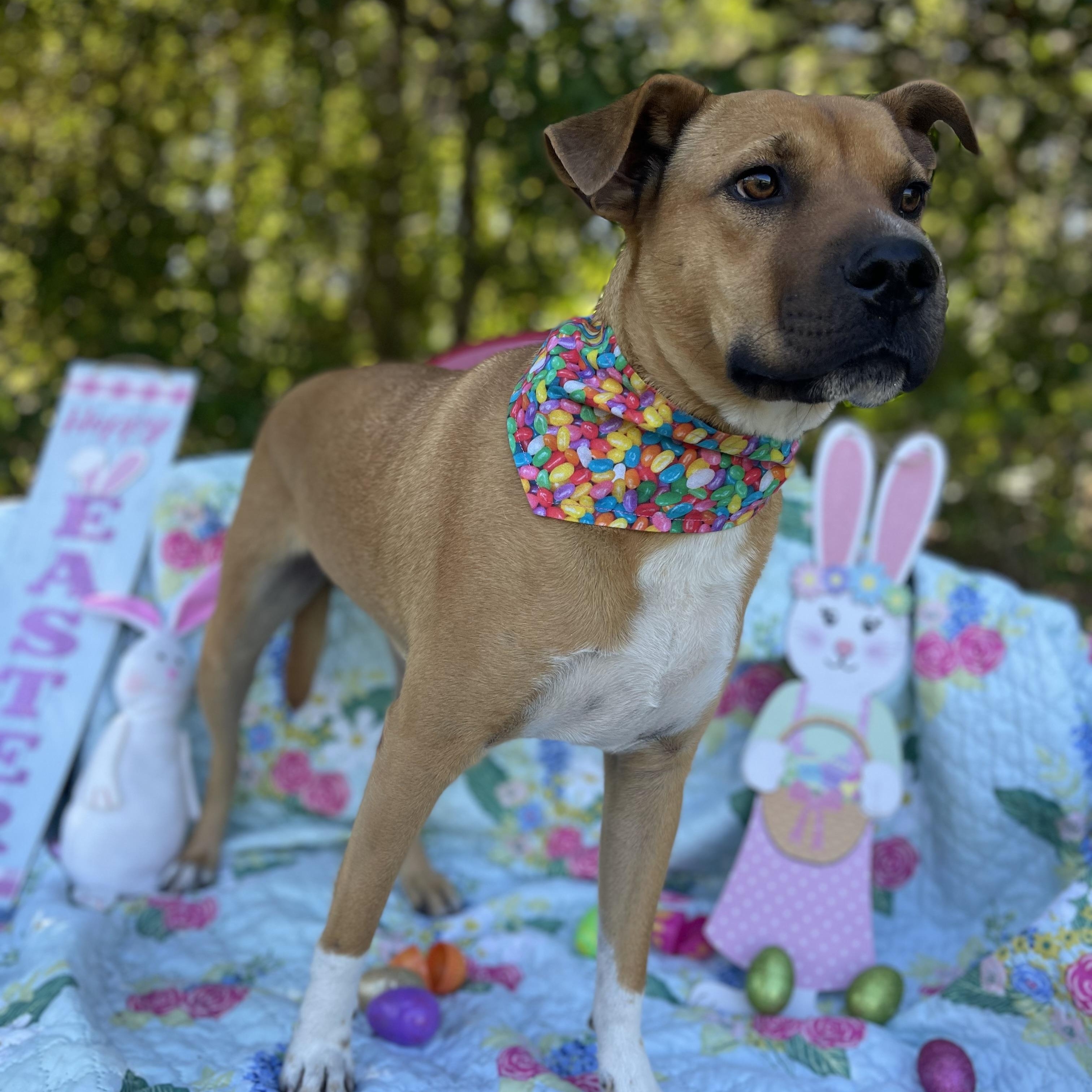 Gator, a Adoptable mixed breed in Sebring, FL image 4/5