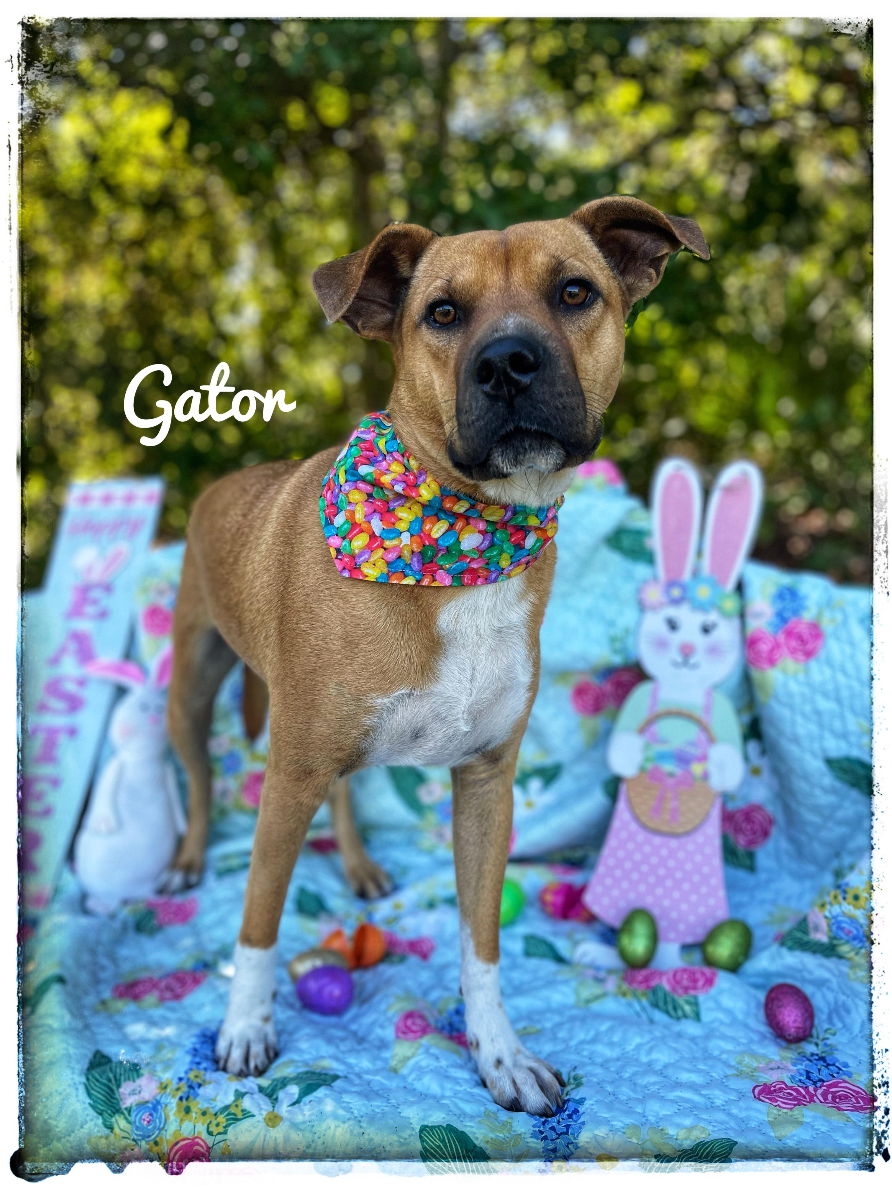 Gator, a Adoptable mixed breed in Sebring, FL image 5/5