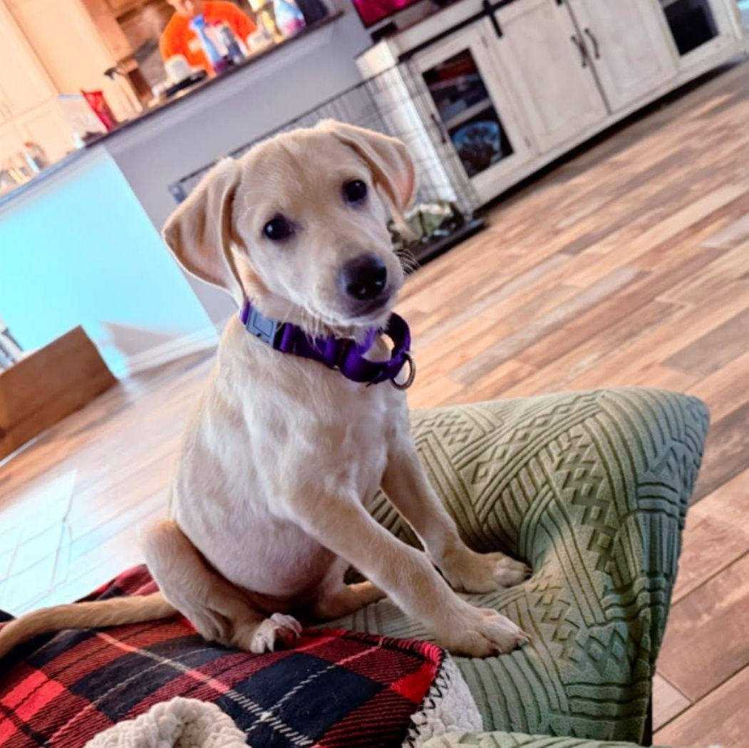 Abigail, an adoptable mixed breed in Coldwater, MI image 6/6
