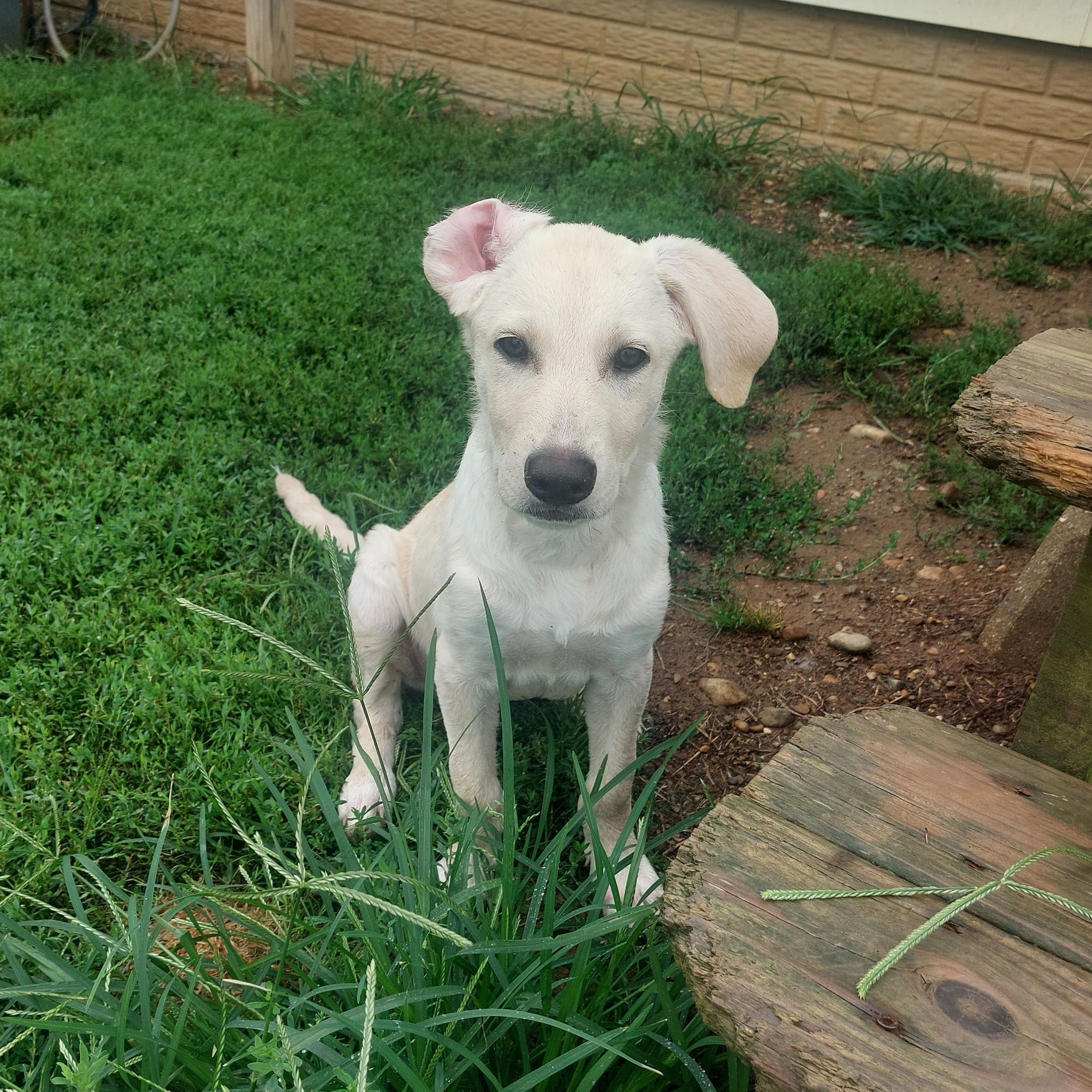 Abigail, adoptable, Puppy Female Yellow Labrador Retriever & Labrador Retriever.