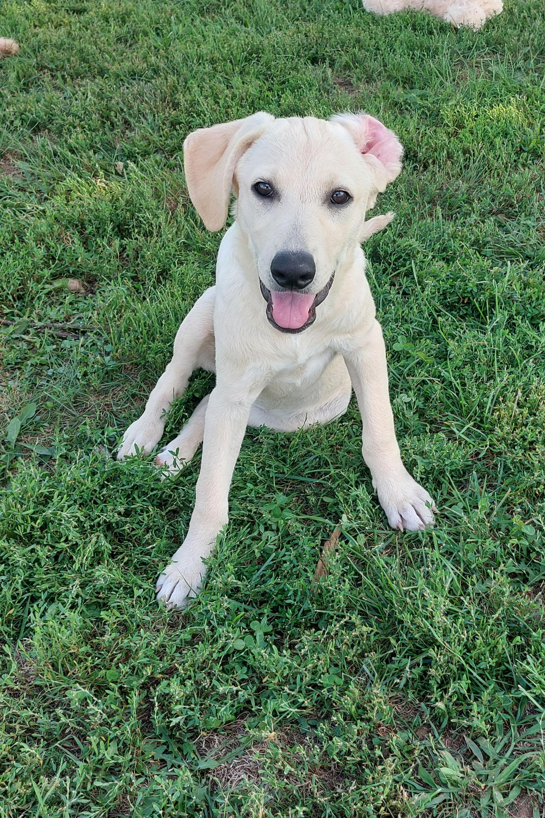 Enlarge Abigail, a Adopted mixed breed in Coldwater, MI image 1/2