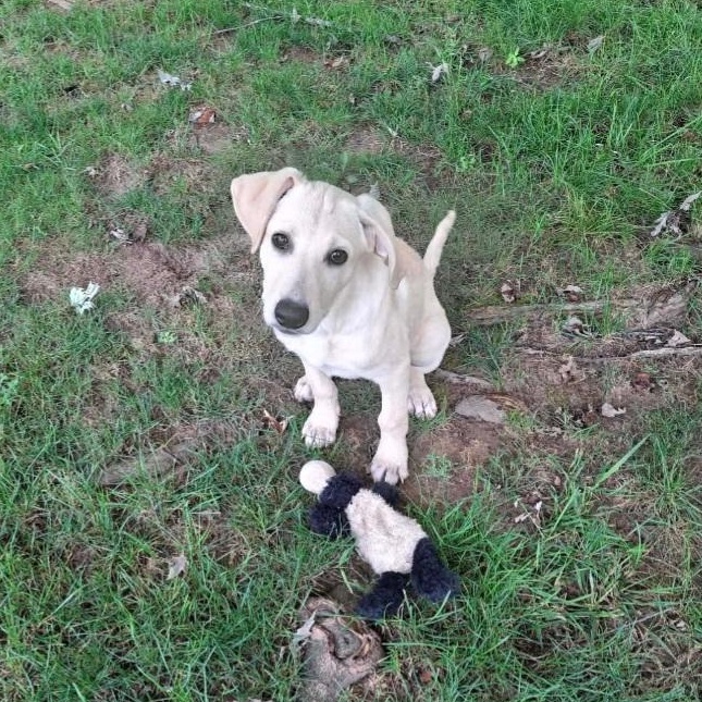 Abigail, an adoptable mixed breed in Coldwater, MI image 2/6