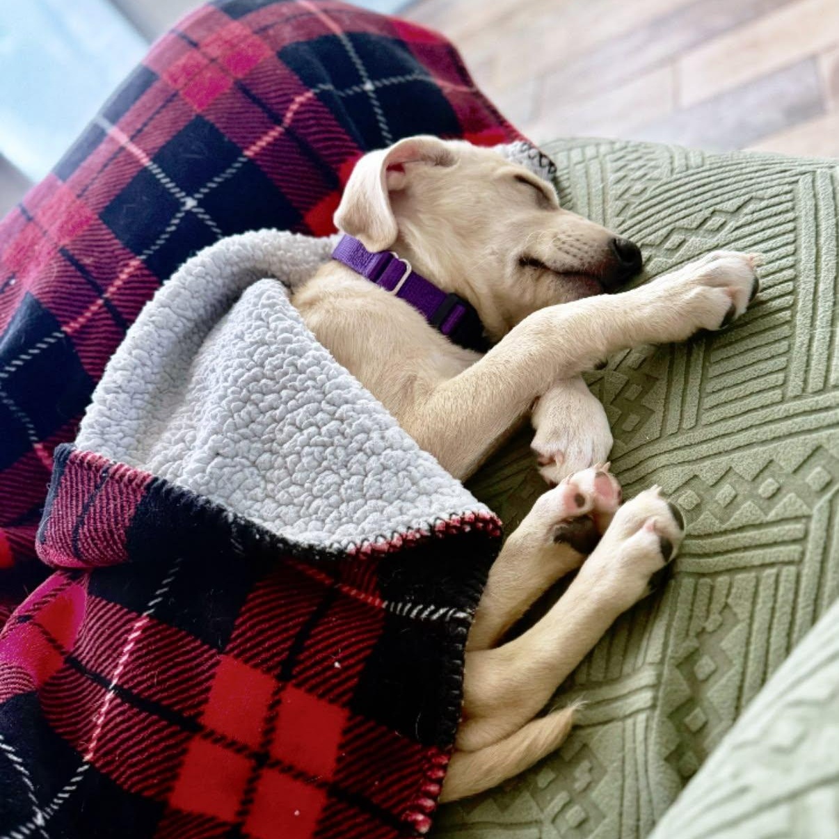 Abigail, an adoptable mixed breed in Coldwater, MI image 5/6