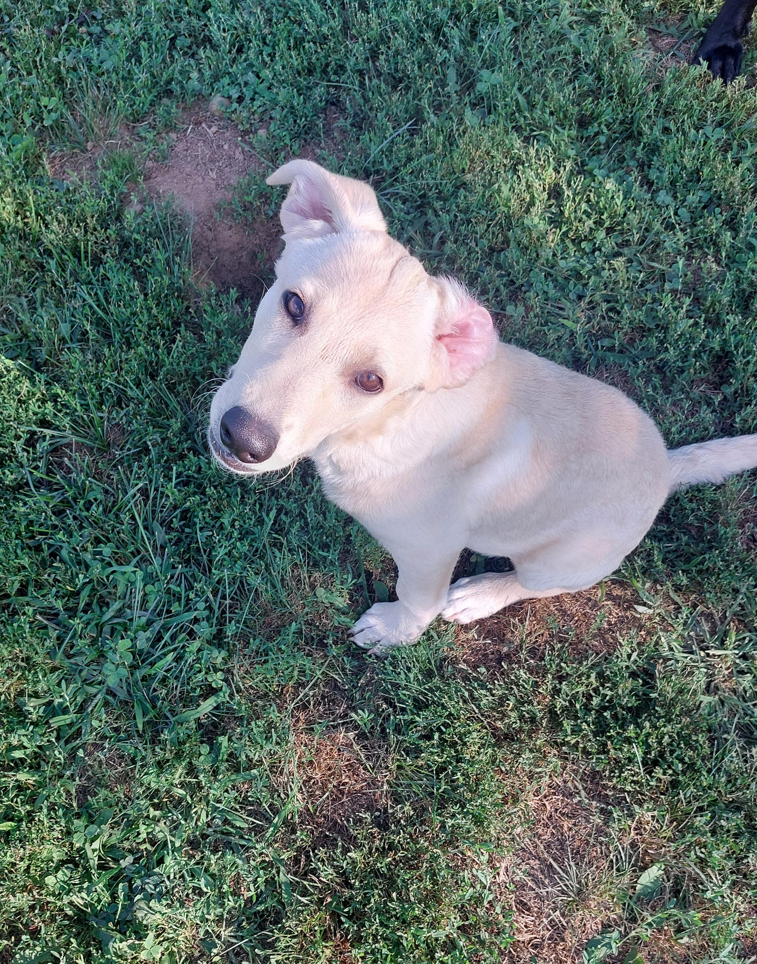 Enlarge Abigail, a Adopted mixed breed in Coldwater, MI image 2/2