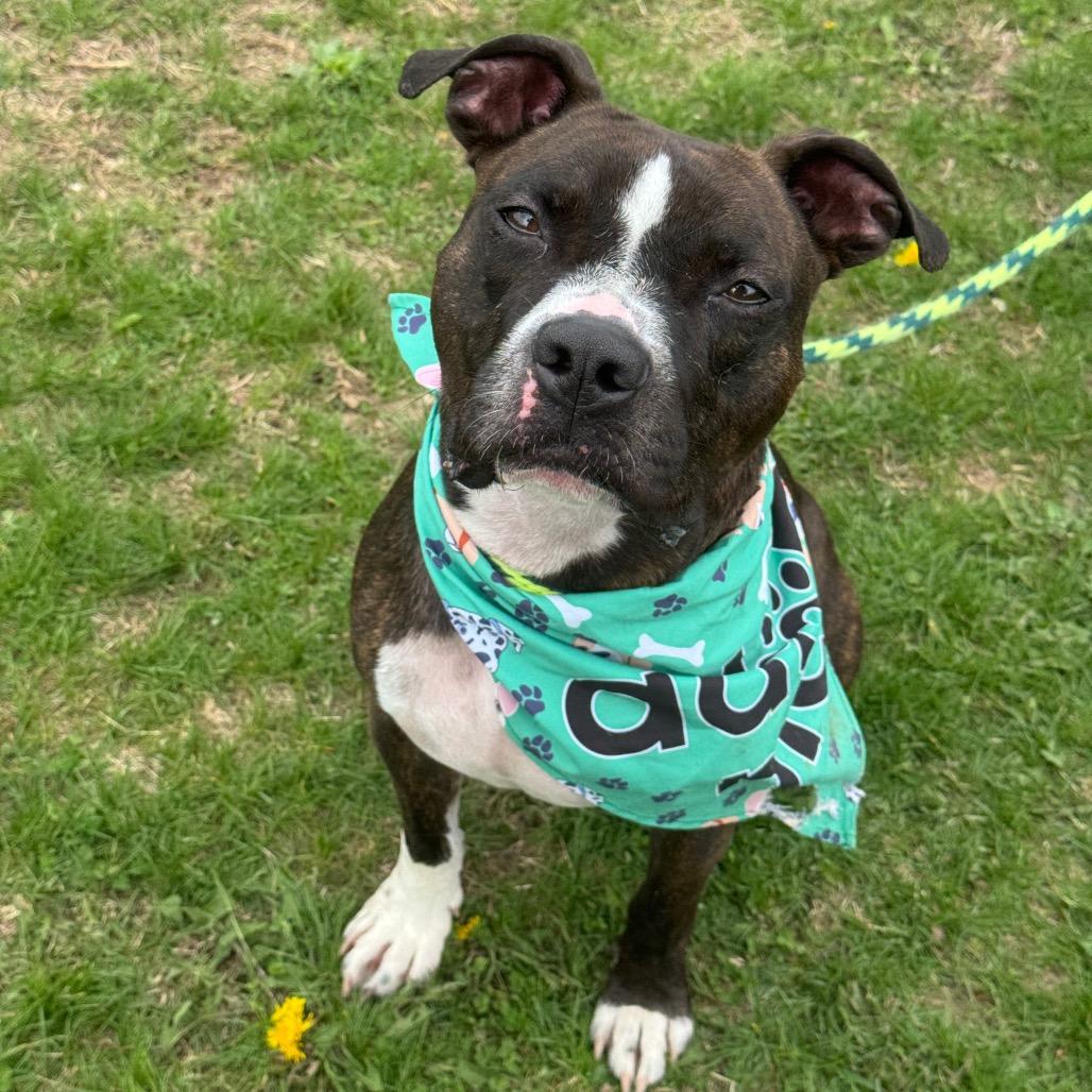 Rocky, Adoptable, Adult Male Pit Bull Terrier & Boston Terrier.