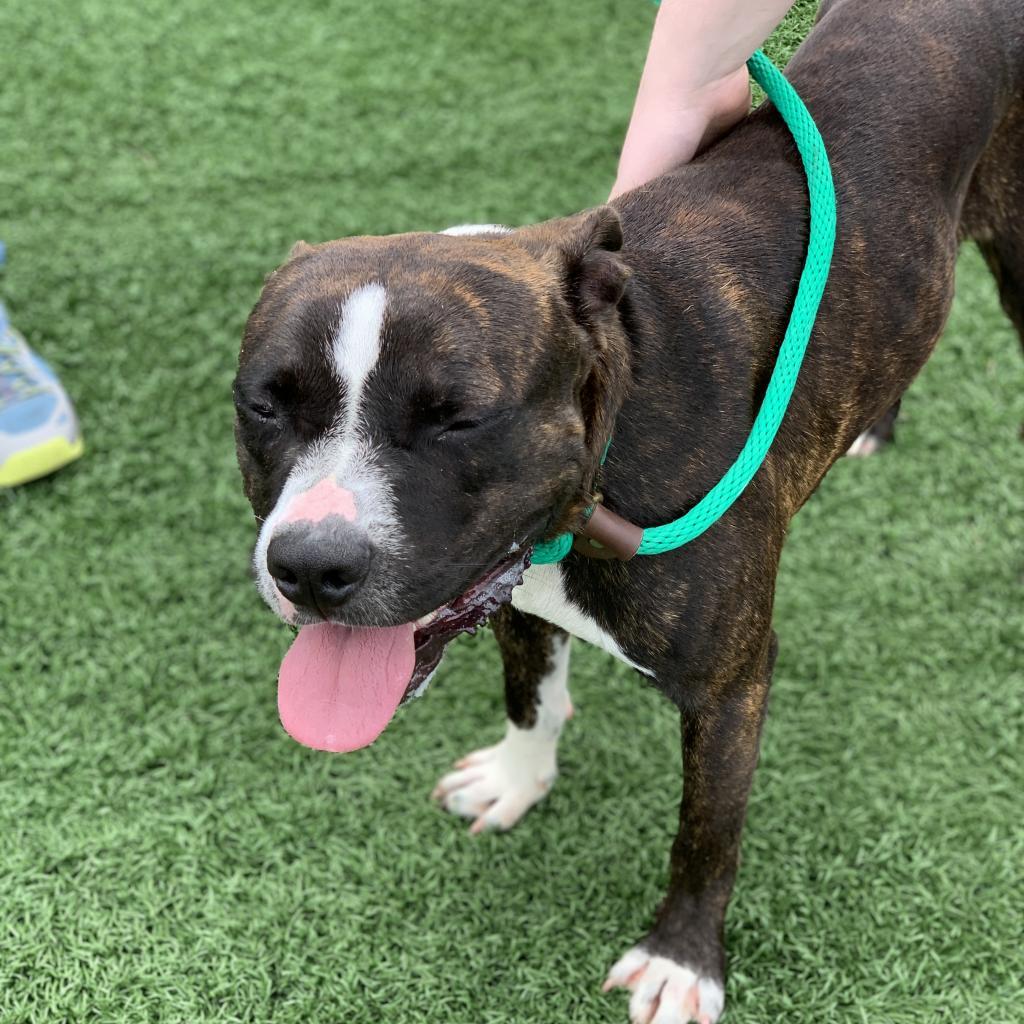 Rocky, Adoptable, Adult Male Pit Bull Terrier & Boston Terrier.